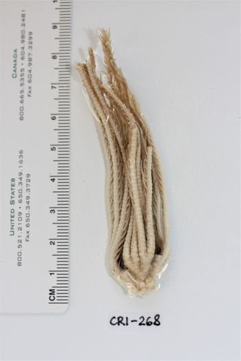 Media type: image;   Invertebrate Zoology CRI-268 Description: Preserved specimen.;